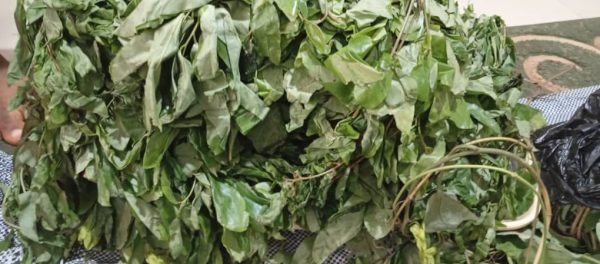 Oha leaf